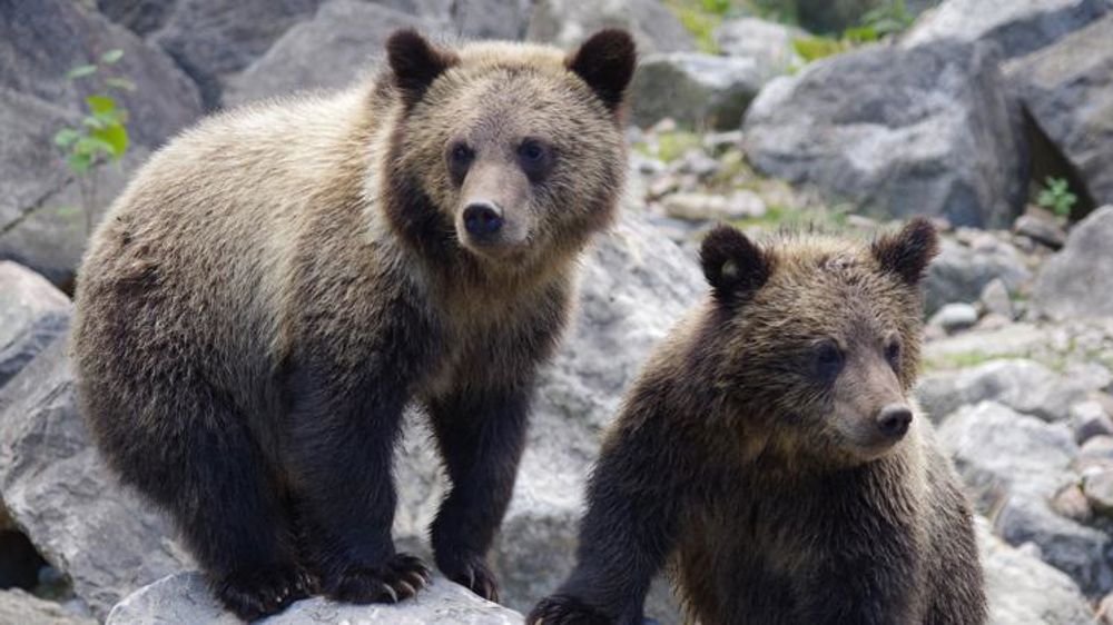 L’ourson perdu s’enfuit