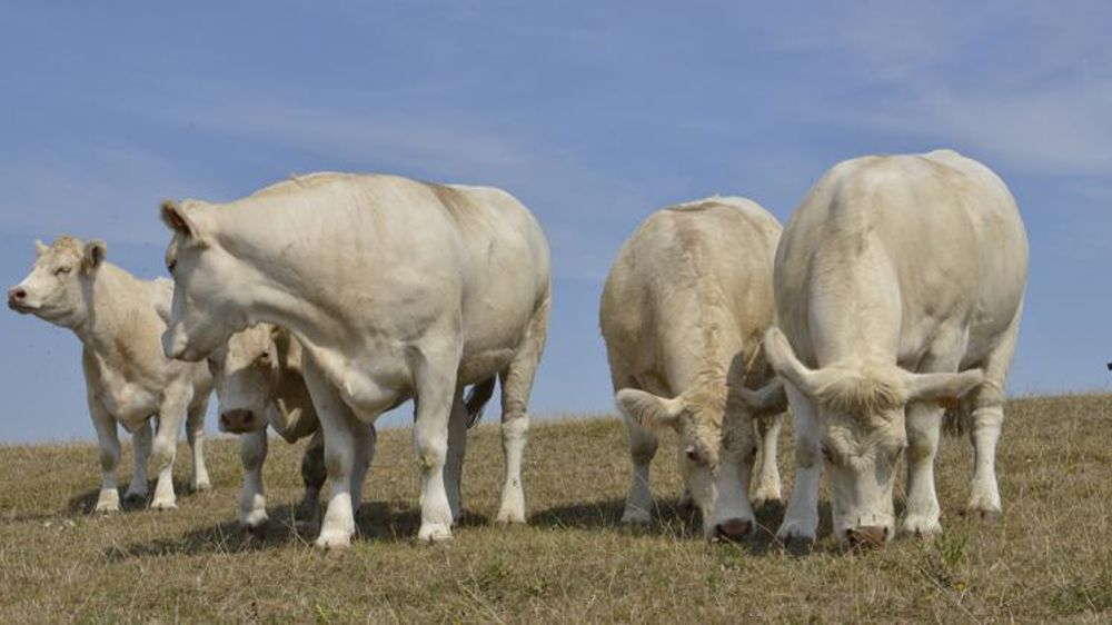 Pour la CR, « l’élevage européen ne doit pas être sacrifié »
