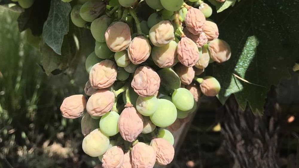 Des milliers d’hectares de vigne brûlés