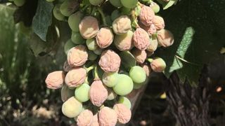 Des milliers d’hectares de vigne brûlés Des milliers d’hectares de vigne brûlés