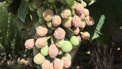Des milliers d’hectares de vigne brûlés