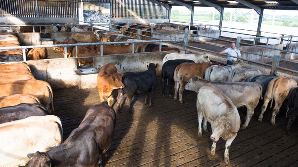 Aide exceptionnelle pour les éleveurs irlandais