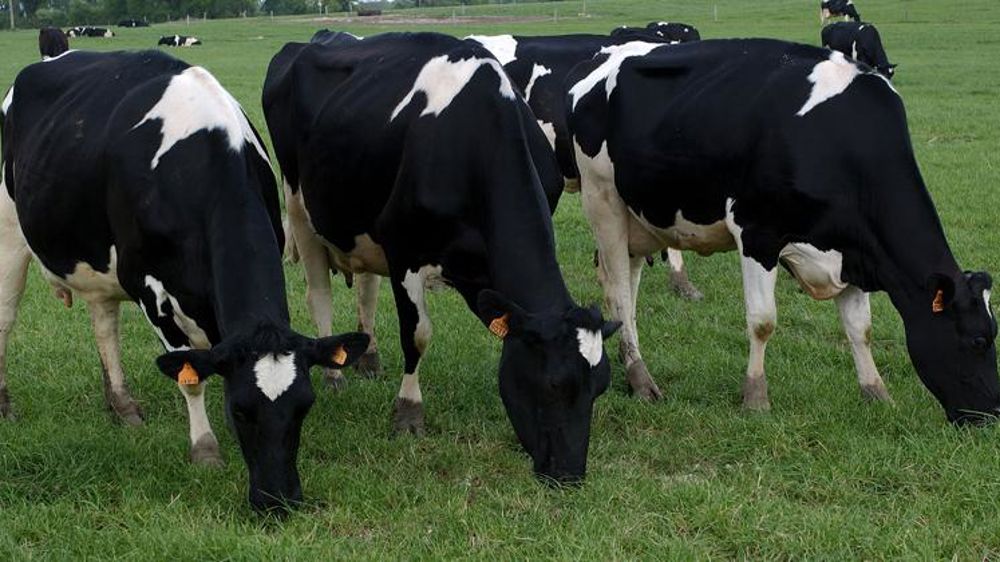 Prévisions optimistes pour la collecte laitière