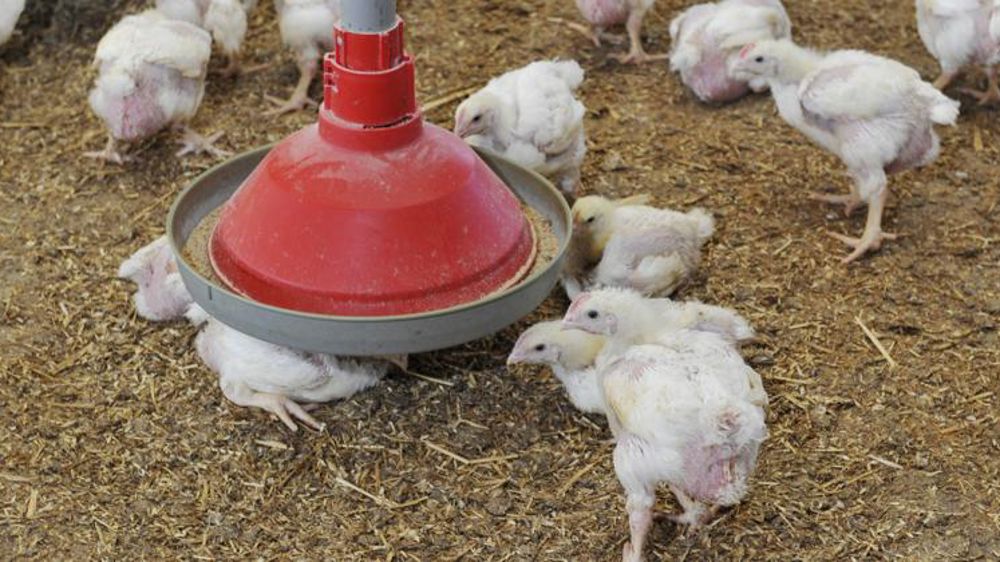 La peste porcine africaine dope aussi la filière de la volaille