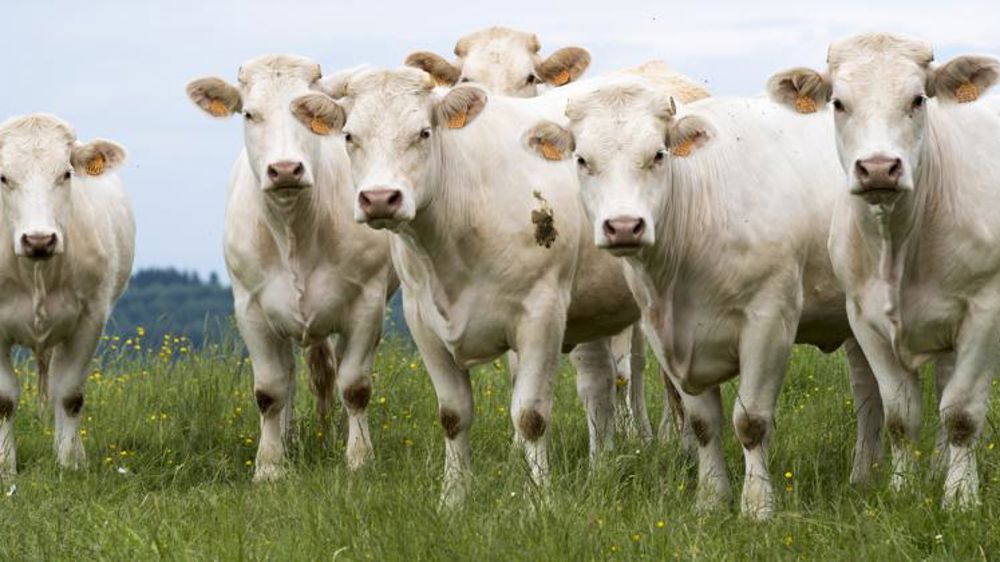 Les éleveurs européens appellent à un rejet de l’accord