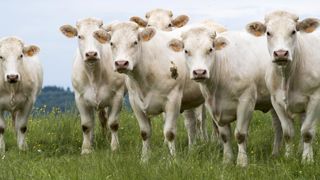 Les éleveurs européens appellent à un rejet de l’accord Les éleveurs européens appellent à un rejet de l’accord