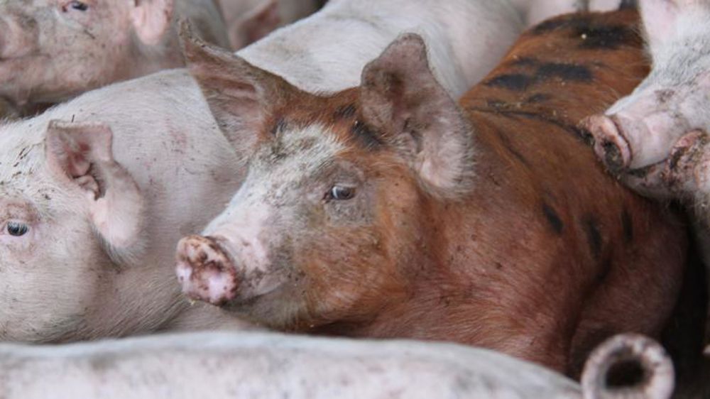 Bientôt une grève du cochon ?
