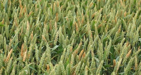 Les situations à risque agronomique élevé (précédent favorable et non labour) représentent moins de 5 % des surfaces cultivées en blé.