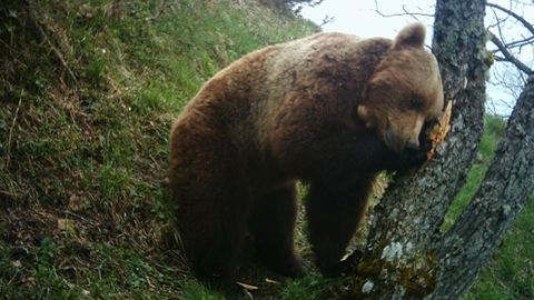 Suspension des constats de dégâts liés à l’ours Suspension des constats de dégâts liés à l’ours