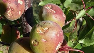 Une collecte de fonds pour soutenir les producteurs Une collecte de fonds pour soutenir les producteurs