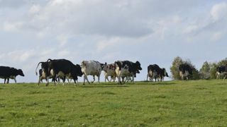 Deux cas de fièvre charbonneuse détectés sur des bovins Deux cas de fièvre charbonneuse détectés sur des bovins