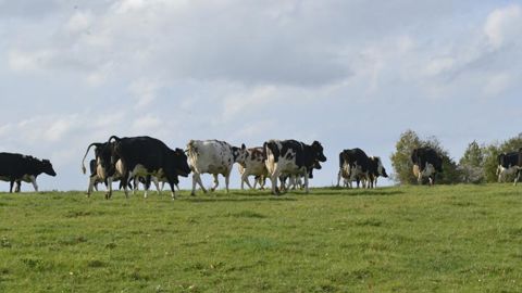 Deux cas de fièvre charbonneuse détectés sur des bovins Deux cas de fièvre charbonneuse détectés sur des bovins
