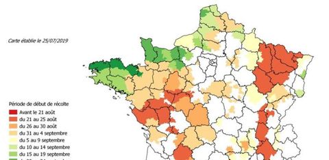 Estimation de la date de début de récolte de maïs fourrage 2019 par région au 25 juillet © Arvalis