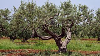 En Italie, lueur d’espoir dans la lutte contre « la lèpre des oliviers » En Italie, lueur d’espoir dans la lutte contre « la lèpre des oliviers »