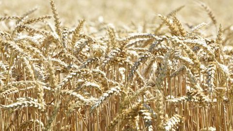 22 départements au-dessus des 80 q/ha en blé tendre 22 départements au-dessus des 80 q/ha en blé tendre