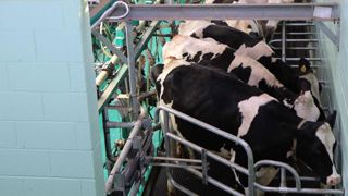 Des primes Ceta pour les agriculteurs canadiens Des primes Ceta pour les agriculteurs canadiens
