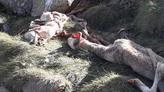 De nouveaux troupeaux décimés par le loup et l’ours De nouveaux troupeaux décimés par le loup et l’ours