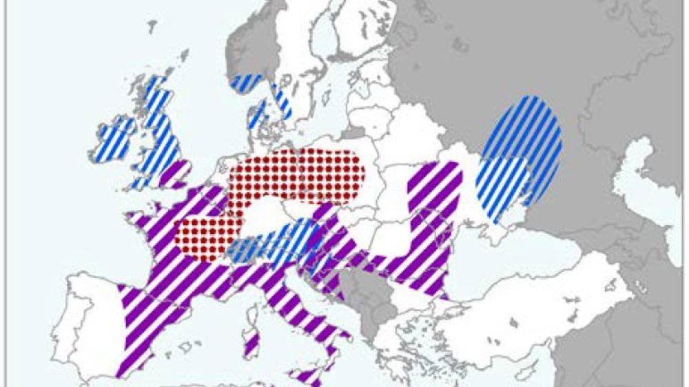 Le rendement du maïs plombé par la canicule