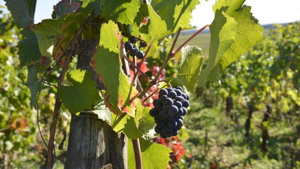 Un millésime timide