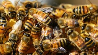 Une initiative citoyenne en faveur des abeilles Une initiative citoyenne en faveur des abeilles