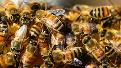 Une initiative citoyenne en faveur des abeilles Une initiative citoyenne en faveur des abeilles