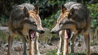 Les tirs de loups suspendus Les tirs de loups suspendus