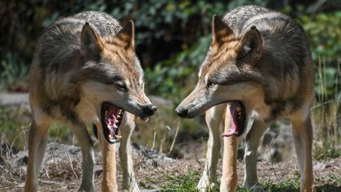 Les tirs de loups suspendus Les tirs de loups suspendus