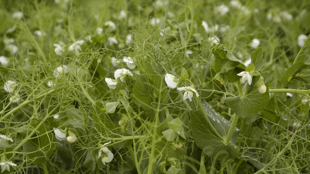 Cargill mise 75 millions de dollars sur le pois