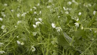 Cargill mise 75 millions de dollars sur le pois Cargill mise 75 millions de dollars sur le pois