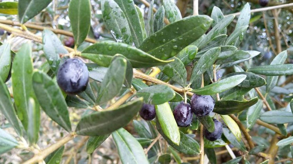 Deux nouveaux cas en France