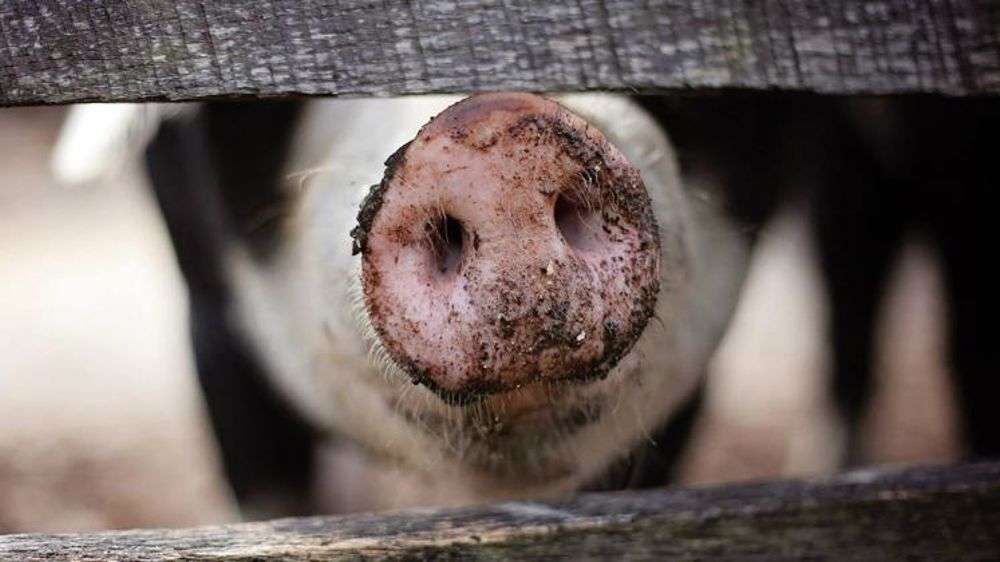 Premiers cas de peste porcine africaine aux Philippines