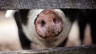 Premiers cas de peste porcine africaine aux Philippines Premiers cas de peste porcine africaine aux Philippines