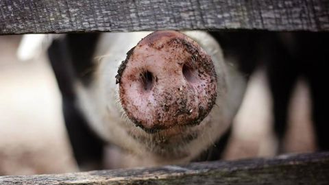 Premiers cas de peste porcine africaine aux Philippines Premiers cas de peste porcine africaine aux Philippines