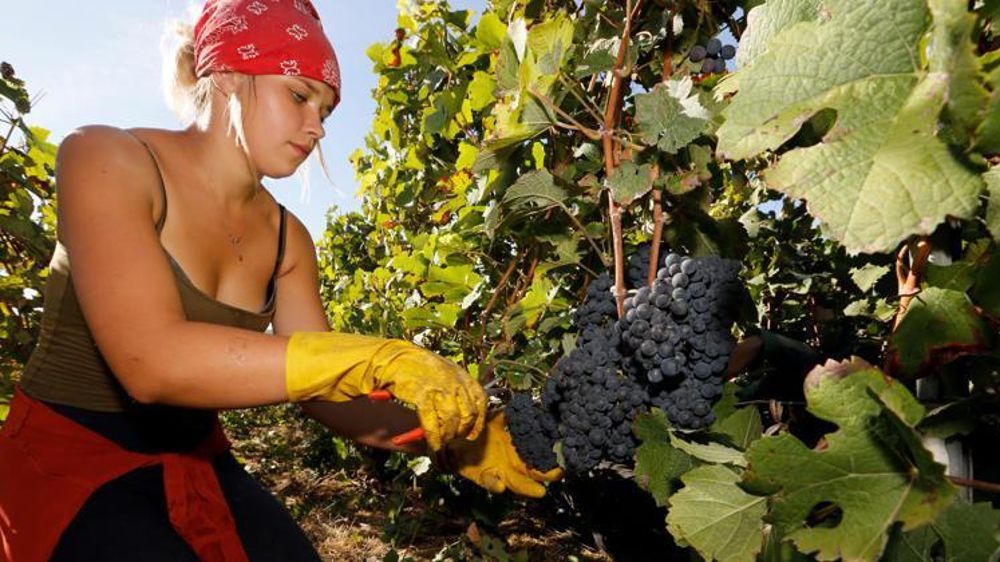 34 % des salariés agricoles ont été exposés à au moins un agent chimique en 2017, contre 46 % dans les services et le commerce. © Jean-Charles Gutner