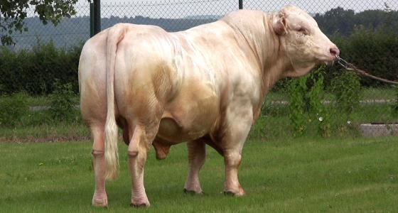 Artois Coopevolia