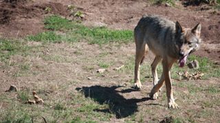 La FNSEA demande la poursuite des prélèvements de loups La FNSEA demande la poursuite des prélèvements de loups