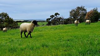 L’Australie reprend ses exportations de moutons vivants L’Australie reprend ses exportations de moutons vivants
