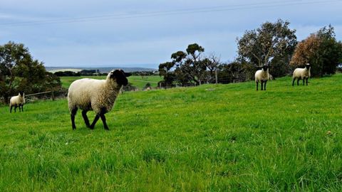L’Australie reprend ses exportations de moutons vivants L’Australie reprend ses exportations de moutons vivants