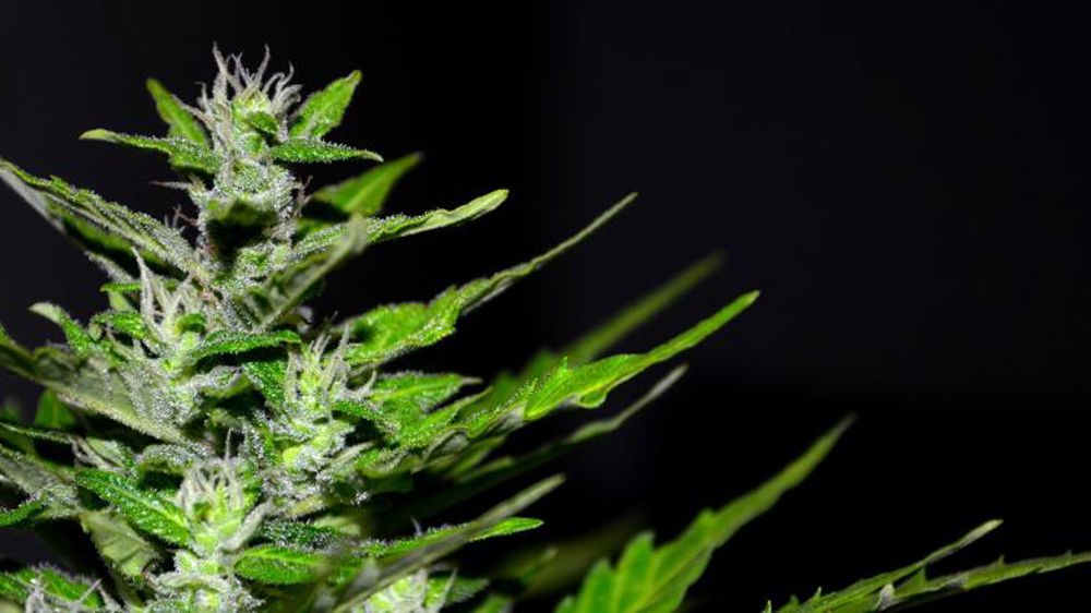 Le cannabis légalisé dans le territoire de Canberra