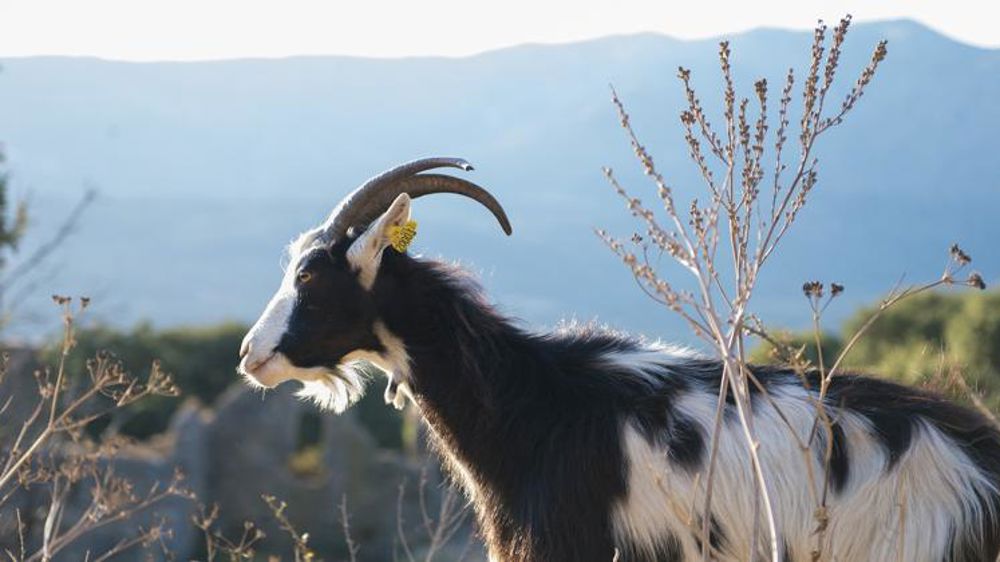 4 % prélevés sur les DPB 2019