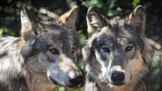 Les tirs létaux de loups salutaires pour l’élevage (FNDP) Les tirs létaux de loups salutaires pour l’élevage (FNDP)
