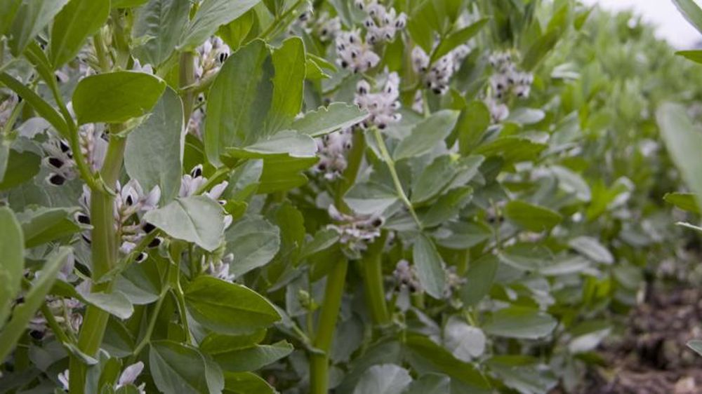 Une campagne plutôt réussie en pois et plus mitigée en féverole