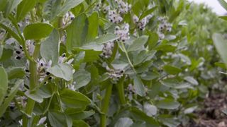 Une campagne plutôt réussie en pois et plus mitigée en féverole Une campagne plutôt réussie en pois et plus mitigée en féverole