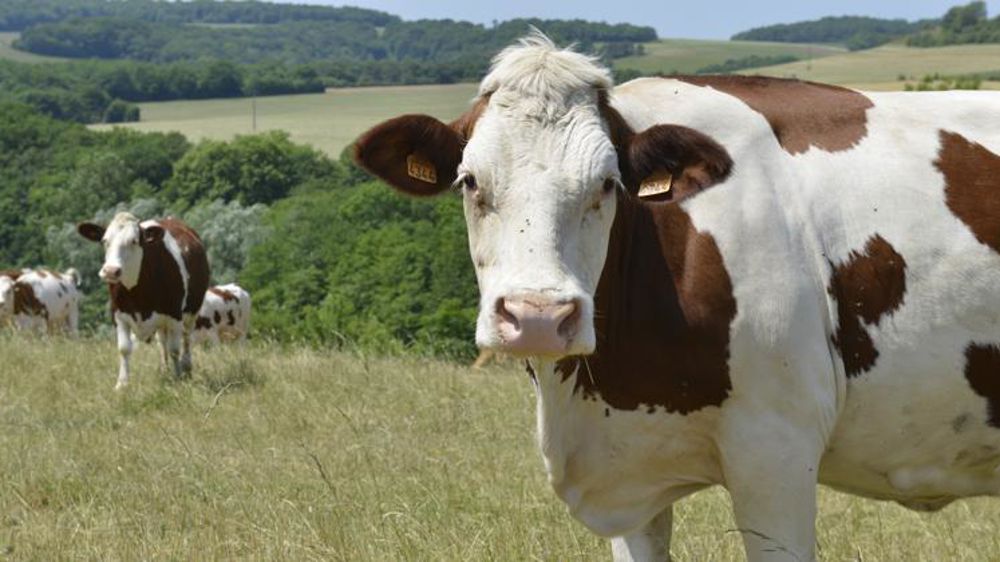 Feu vert pour la protection renforcée des indications géographiques