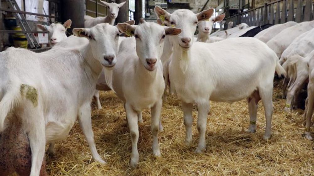 La filière caprine prise à la gorge