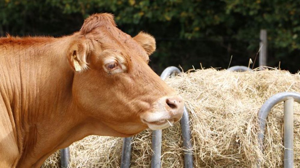 La France a perdu un million de bovins en trois ans