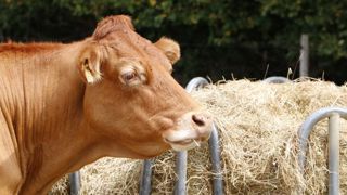 La France a perdu un million de bovins en trois ans La France a perdu un million de bovins en trois ans