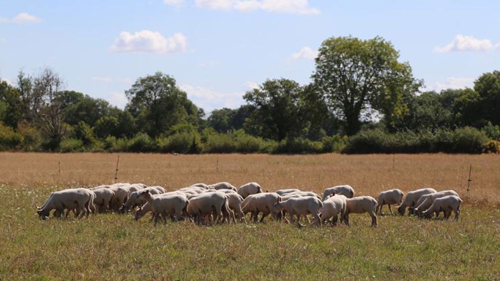 Le prix de l’agneau se redresse