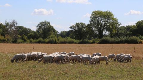 Le prix de l’agneau se redresse Le prix de l’agneau se redresse