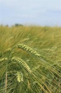 En théorie, un producteur peut sécuriser jusqu'à 4 récoltes